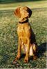 Kurzhaariger Ungarischer Vorstehhund Foto: zoe (jessy von der pulkau) ca 5 monate (ID 10244) Kurzhaariger Ungarischer Vorstehhund Hund