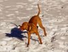 Kurzhaariger Ungarischer Vorstehhund Foto: zoe (jessy von der pulkau) ca 6 monate alt (ID 10276) Kurzhaariger Ungarischer Vorstehhund Hund