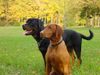 Kurzhaariger Ungarischer Vorstehhund Foto: wir sind ein starkes Team! (ID 15647) Kurzhaariger Ungarischer Vorstehhund Hund