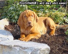 Kurzhaariger Ungarischer Vorstehhund Hunde Foto 20256 Kurzhaariger Ungarischer Vorstehhund Und hier werde ich auf den Sommer warten