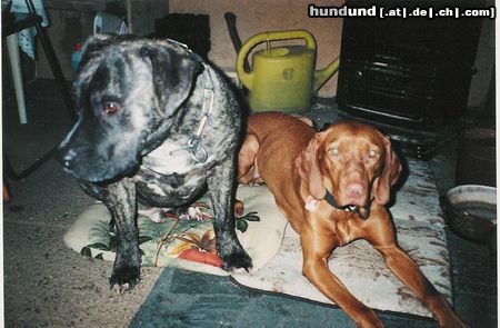 Kurzhaariger Ungarischer Vorstehhund Hunde Foto 2790 Kurzhaariger Ungarischer Vorstehhund