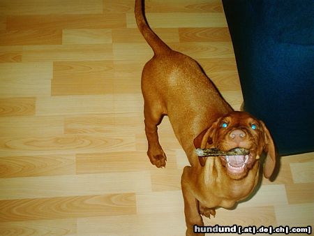 Kurzhaariger Ungarischer Vorstehhund Hunde Foto 13872 Kurzhaariger Ungarischer Vorstehhund das ist mein kauknochen