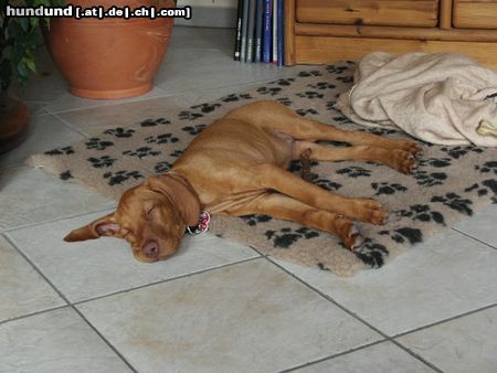 Kurzhaariger Ungarischer Vorstehhund Hunde Foto 14412 Kurzhaariger Ungarischer Vorstehhund Agitara vom Colodri; 12 Wochen alt