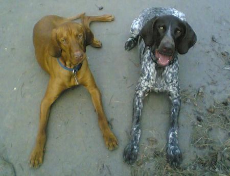 Kurzhaariger Ungarischer Vorstehhund Hunde Foto 33455 in höherer Auflösung ansehen Kurzhaariger Ungarischer Vorstehhund sui alias lars von der pulkau und czako