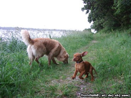Kurzhaariger Ungarischer Vorstehhund Hunde Foto 13373 Kurzhaariger Ungarischer Vorstehhund Elena vom Gellertberg, 10 Wochen
