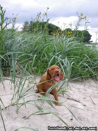 Kurzhaariger Ungarischer Vorstehhund Hunde Foto 13378 Kurzhaariger Ungarischer Vorstehhund Elena mit 8 Wochen