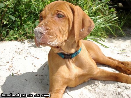Kurzhaariger Ungarischer Vorstehhund Hunde Foto 13379 Kurzhaariger Ungarischer Vorstehhund Elena mit 8 Wochen