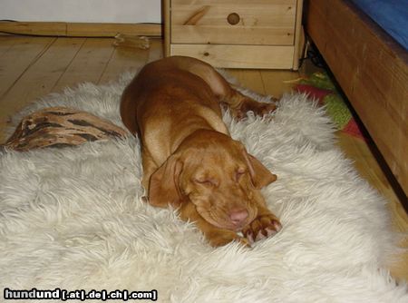 Kurzhaariger Ungarischer Vorstehhund Hunde Foto 6483 Kurzhaariger Ungarischer Vorstehhund Müder Tombolo in der 12. Woche!