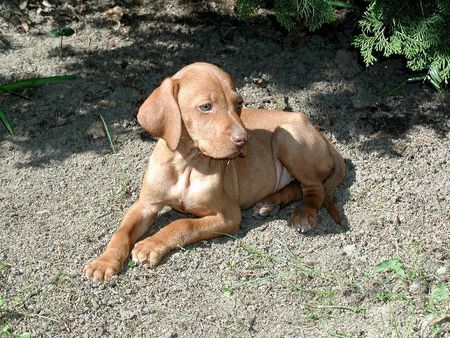 Kurzhaariger Ungarischer Vorstehhund Hunde Foto 1091 Kurzhaariger Ungarischer Vorstehhund