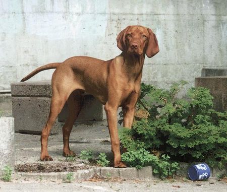 Kurzhaariger Ungarischer Vorstehhund