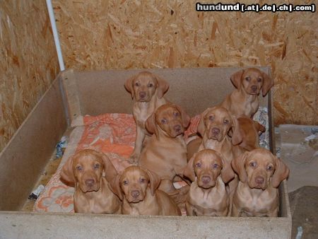 Kurzhaariger Ungarischer Vorstehhund paar Wochen alte vizsla babys in Ungarn
