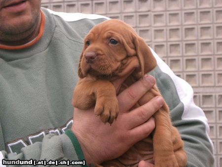 Kurzhaariger Ungarischer Vorstehhund Hunde Foto 18205 in höherer Auflösung ansehen Kurzhaariger Ungarischer Vorstehhund paar Wochen alte vizsla babys in Ungarn