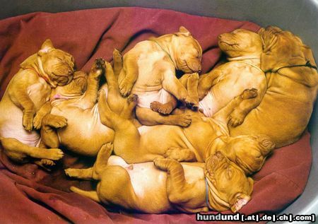 Kurzhaariger Ungarischer Vorstehhund Hunde Foto 18625 in höherer Auflösung ansehen Kurzhaariger Ungarischer Vorstehhund gude