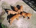 Kurzhaariger Ungarischer Vorstehhund Hunde Foto 35280 in höherer Auflösung ansehen Kurzhaariger Ungarischer Vorstehhund RÁCKERTI KENNEL