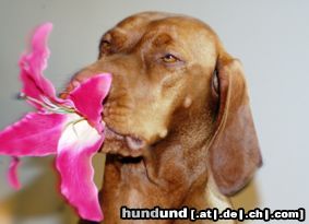 Kurzhaariger Ungarischer Vorstehhund Hunde Foto 21194 in höherer Auflösung ansehen Kurzhaariger Ungarischer Vorstehhund Waldtraut