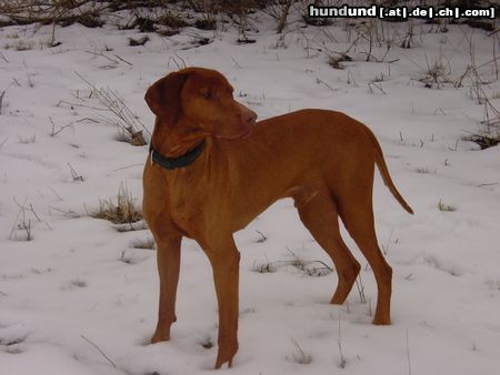 Kurzhaariger Ungarischer Vorstehhund Hunde Foto 9746 Kurzhaariger Ungarischer Vorstehhund Buffi 9 Jahre