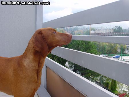 Kurzhaariger Ungarischer Vorstehhund Hunde Foto 16012 Kurzhaariger Ungarischer Vorstehhund was die Nachbarn wohl so machen?
