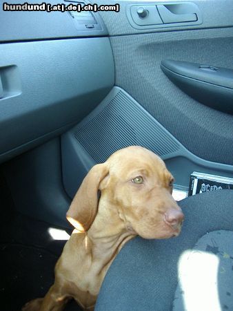 Kurzhaariger Ungarischer Vorstehhund Hunde Foto 13464 Kurzhaariger Ungarischer Vorstehhund Elena im Beifahrerfußraum.....wart, wart....