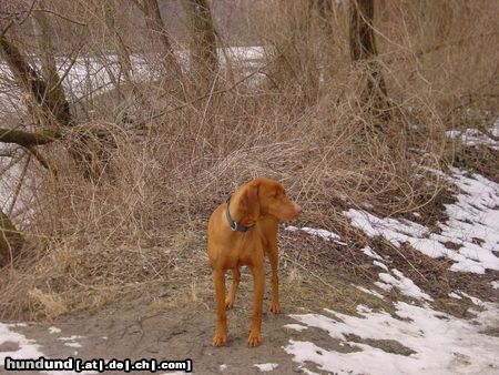 Kurzhaariger Ungarischer Vorstehhund Hunde Foto 15614 in höherer Auflösung ansehen Kurzhaariger Ungarischer Vorstehhund Ich kann ihn gar nicht sehn, den ersten Schnee!
