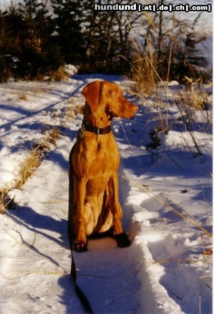 Kurzhaariger Ungarischer Vorstehhund Hunde Foto 10275 Kurzhaariger Ungarischer Vorstehhund zoe (jessy von der pulkau) ca 6 monate alt