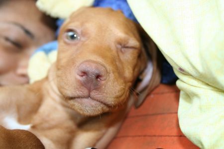 Kurzhaariger Ungarischer Vorstehhund