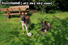 Malinois Hunde Foto 25180 Malinois Vater und Sohn