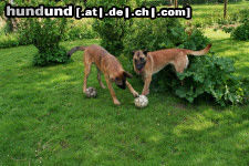 Malinois Hunde Foto 25198 Malinois Nino und Floh