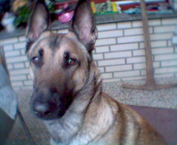 Malinois Hunde Foto 33654 in höherer Auflösung ansehen Malinois