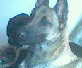 Malinois Hunde Foto 33656 in höherer Auflösung ansehen Malinois \\Hier noch mal Nica
