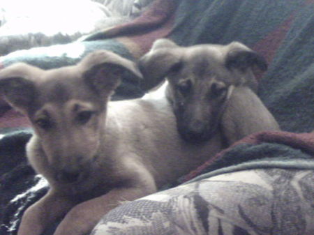 Malinois Hunde Foto 33658 in höherer Auflösung ansehen Malinois Welpen von Nica,9 Wochen alt