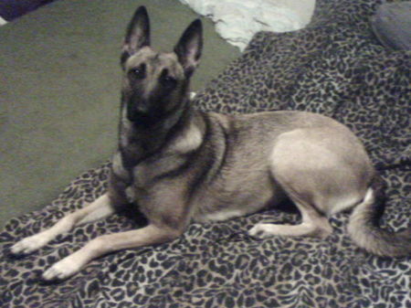 Malinois Hunde Foto 33657 in höherer Auflösung ansehen Malinois \\\\Hier noch mal Nica