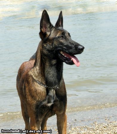 Malinois Hunde Foto 23730 in höherer Auflösung ansehen Malinois Mira