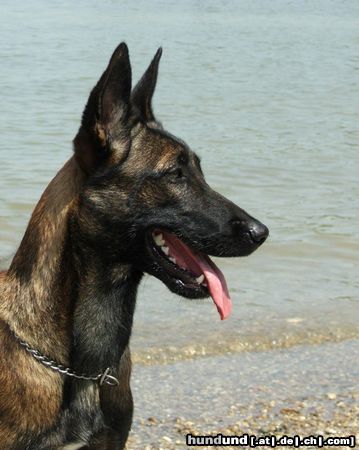 Malinois Hunde Foto 23731 in höherer Auflösung ansehen Malinois Mira