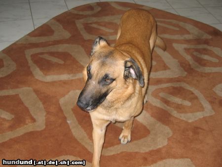 Malinois Beethoven 