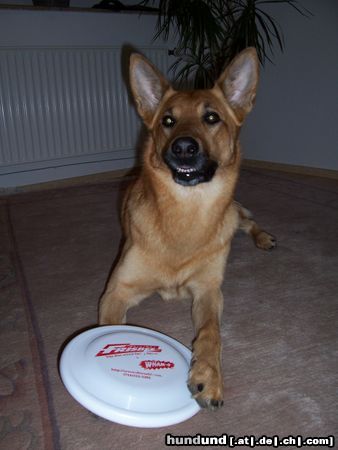 Malinois Hunde Foto 26107 in höherer Auflösung ansehen Malinois Toby mit einem seiner Lieblingsspielzeuge