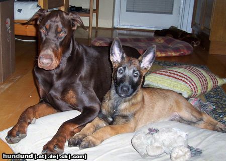 Malinois Hunde Foto 16352 in höherer Auflösung ansehen Malinois