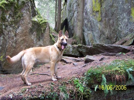 Malinois Hunde Foto 40685 in höherer Auflösung ansehen Malinois Joe