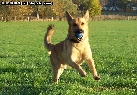 Malinois Hunde Foto 26285 in höherer Auflösung ansehen Malinois Beim Bälle fangen hab` ich immer einen heiden Spaß :-)