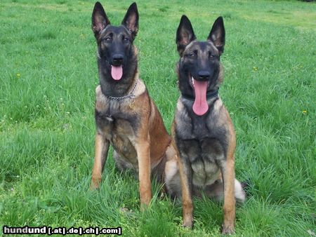 Malinois Hunde Foto 23472 in höherer Auflösung ansehen Malinois Mira und Yuppy