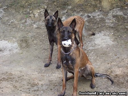 Malinois Hunde Foto 23473 in höherer Auflösung ansehen Malinois Mira und Yuppy