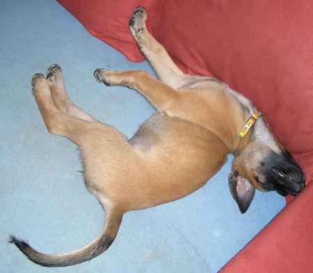 Malinois Hunde Foto 39532 in höherer Auflösung ansehen Malinois Nachmittags Schläfchen