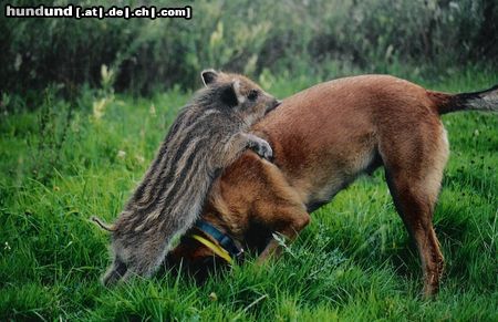 Malinois Hunde Foto 45448 in höherer Auflösung ansehen Malinois vertragen sich auch gut mit anderen tieren