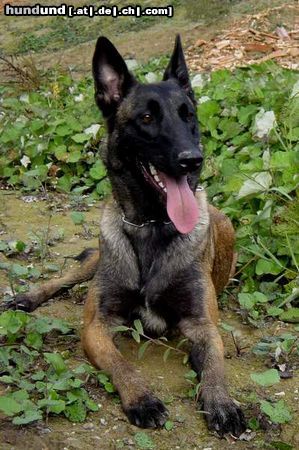 Malinois Hunde Foto 6525 Malinois Malinois Hündin 16 Monate alt