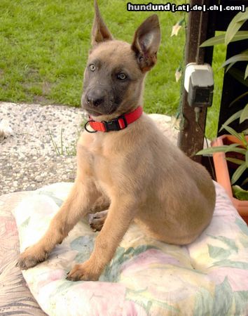 Malinois Endlich - die Ohren stehen