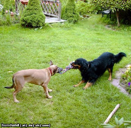 Malinois Mali-Welpe Whoopie und Ziehpapa Tobie 