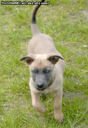 Malinois Hunde Foto 11663 Malinois Whoopie, 10 Wochen