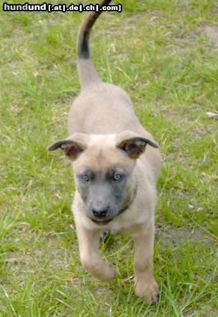 Malinois  Whoopie, 10 Wochen 