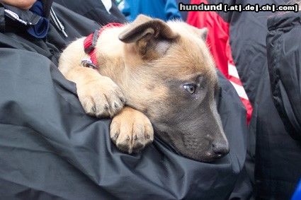 Malinois Hunde Foto 11664 Malinois Whoopie: der sichere Platz auf Frauchen' s Arm