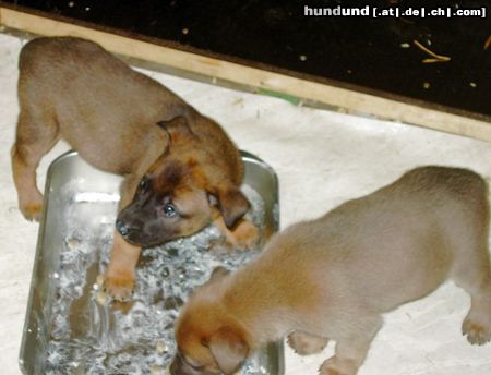 Malinois Hunde Foto 11765 Malinois boah, lecker - da könnt' ich mich glatt 'reinlegen