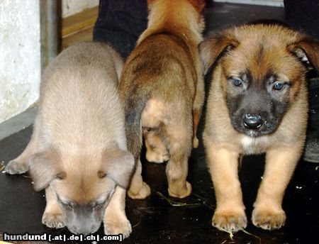 Malinois Hunde Foto 11766 Malinois Kleiner Blick in die